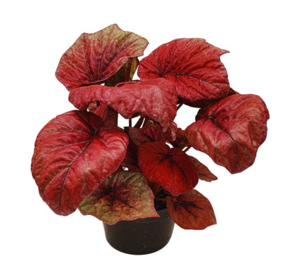 begonia-rex-vaso