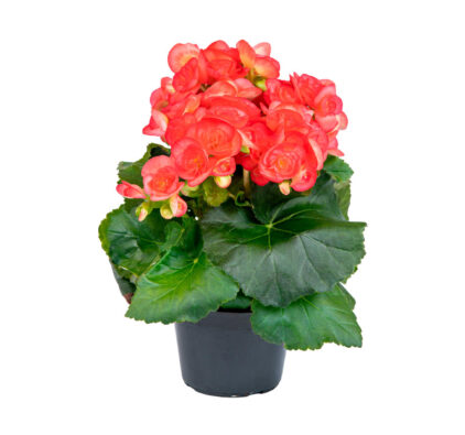 begonia-holandesa-sitio-eco-flores-2024